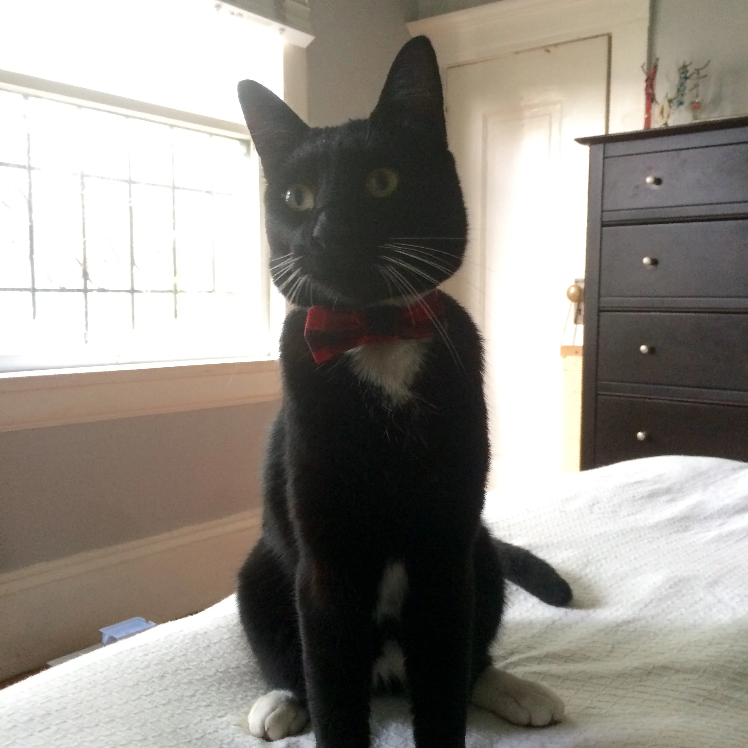 cat bow tie tutorial